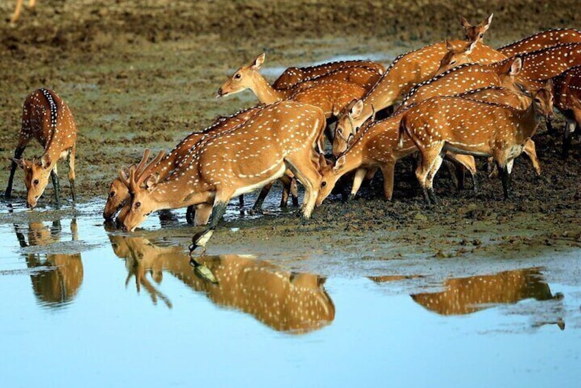 Half Day Safari at Yala National Park