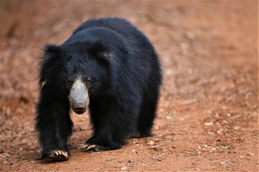 Half Day Safari at Yala National Park From Bentota / Galle / Tissamaharama /Ella