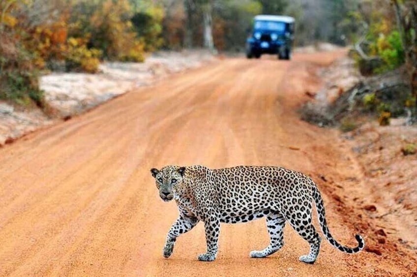 Half Day Safari at Yala National Park