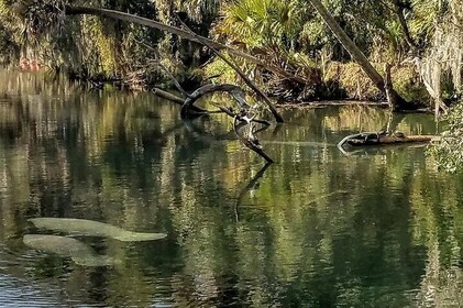Florida Wildlife Guided Kayak Tour - Blue Spring State Park, Orange City, F...
