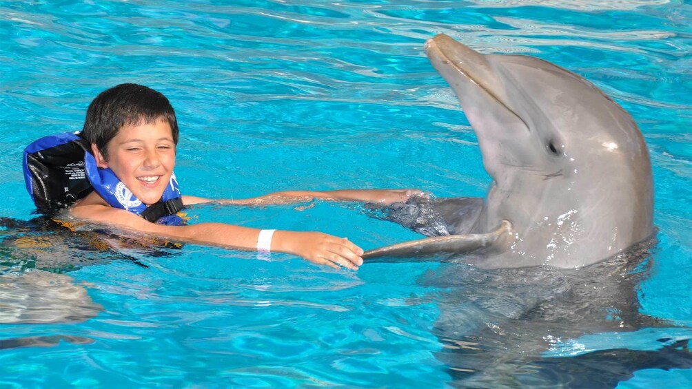 Boy swimming with a dolphin at the dolphin encounter in Panama City, Florida