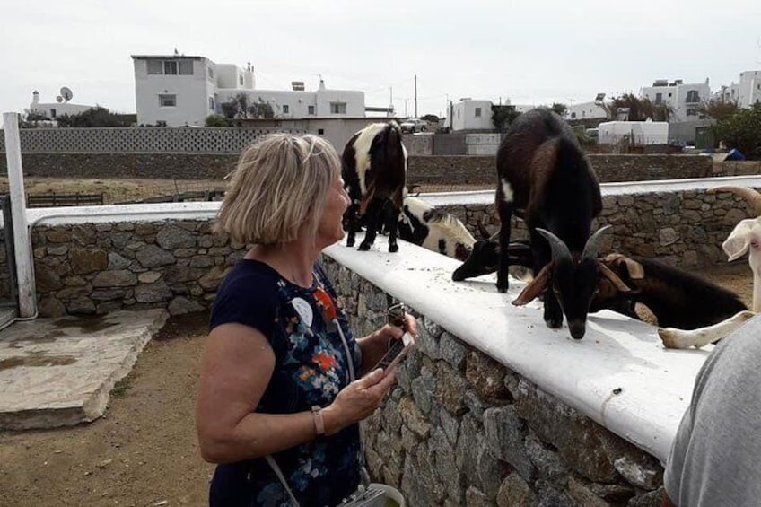 Wine Tasting Tour at a traditional farm in Mykonos