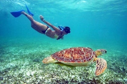 St. Thomas Maho Bay Turtle Snorkel Segel - Ritz-Carlton