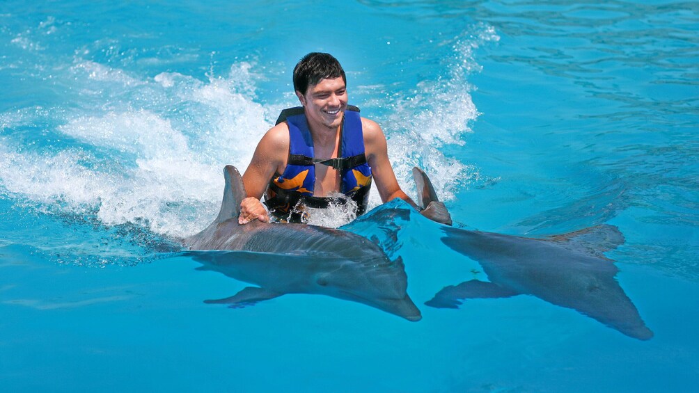 Dolphin Royal Swim with Admission to Gulf World Marine Park