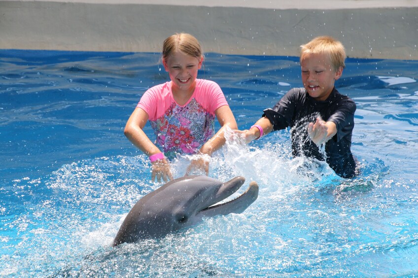 Show item 4 of 10. Dolphin Royal Swim