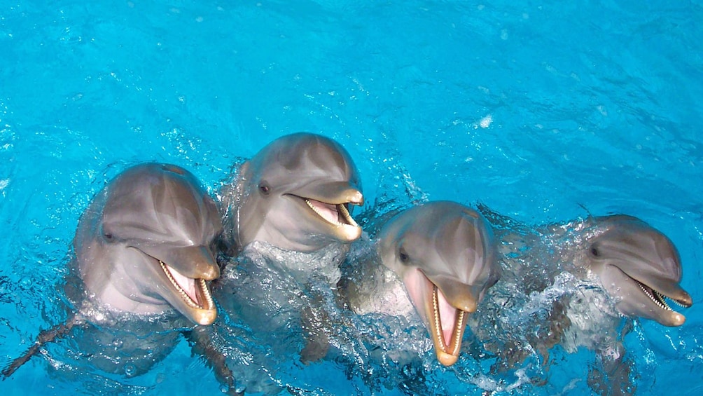 Dolphin Meet N Greet + Admission to Gulf World Marine Park