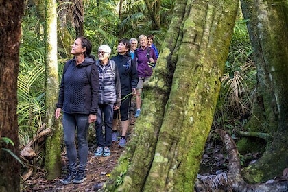 Private Forest Therapy Walk on Waiheke Island