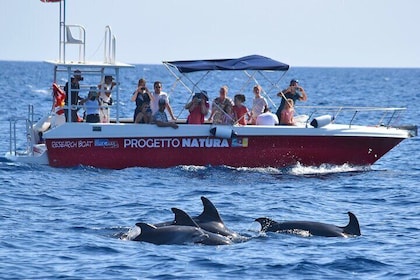 Summer Tour: Dolphin Watching and Guided Snorkelling