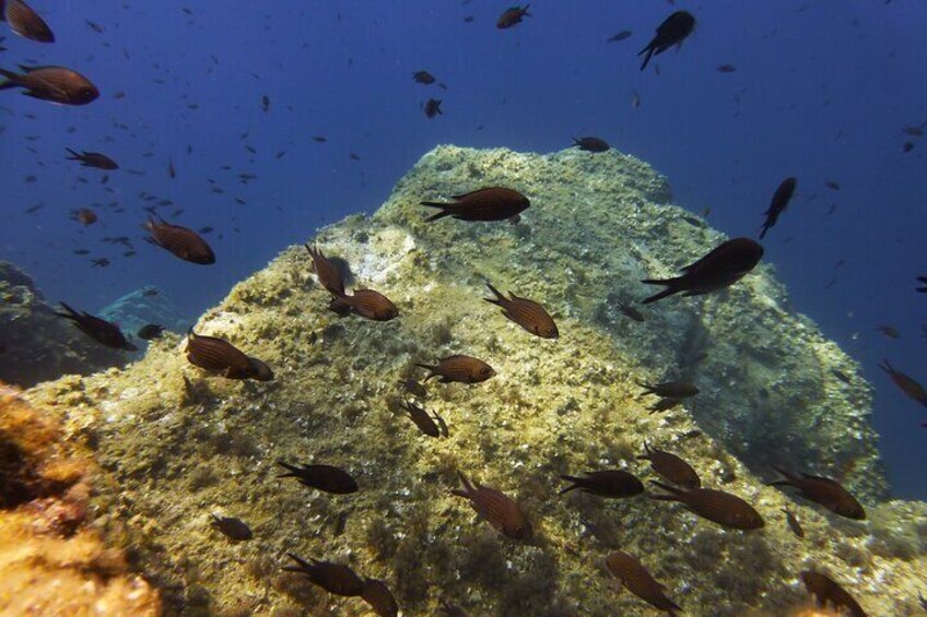 Summer Tour: Dolphin Watching and Guided Snorkeling