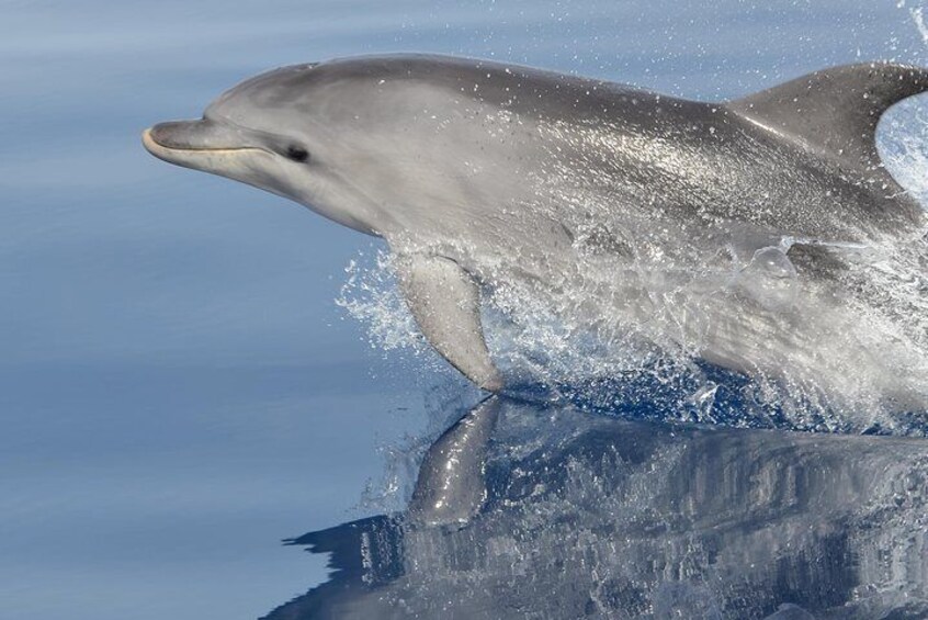 A dolphin comes out of the water with the body: this is what we researchers call "breach".