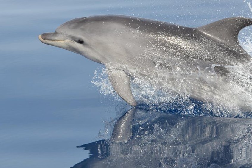 A dolphin comes out of the water with the body: this is what we researchers call "breach".