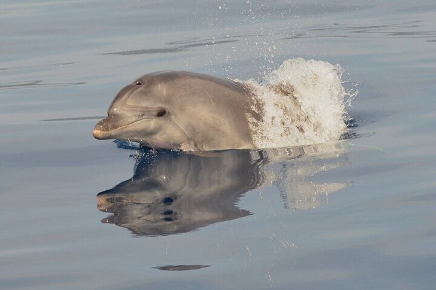 Summer Tour: Dolphin Watching and Guided Snorkeling