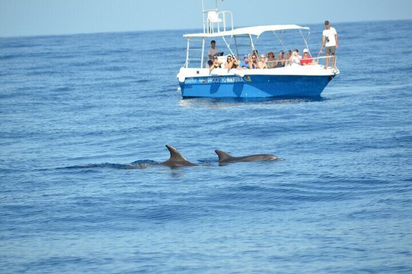 Summer Tour: Dolphin Watching and Guided Snorkeling