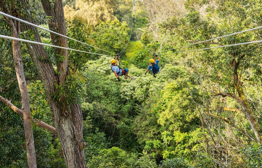 Kohala Canopy Zipline Canopy Adventure