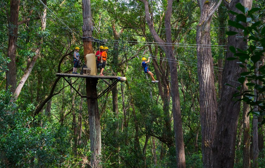 Kohala Canopy Zipline Canopy Adventure