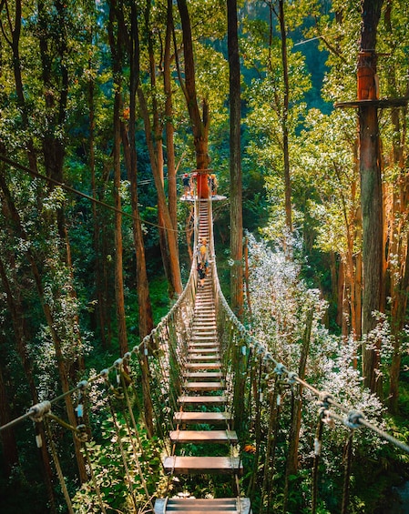 Kohala Canopy Zipline Canopy Adventure