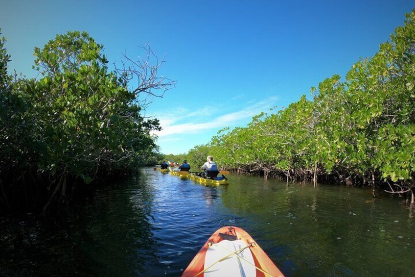 Mangrove Tunnel Kayak Adventure in Key Largo