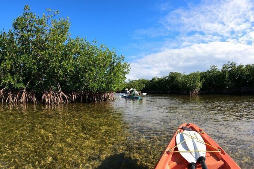 Mangrove Tunnel Kayak Adventure in Key Largo