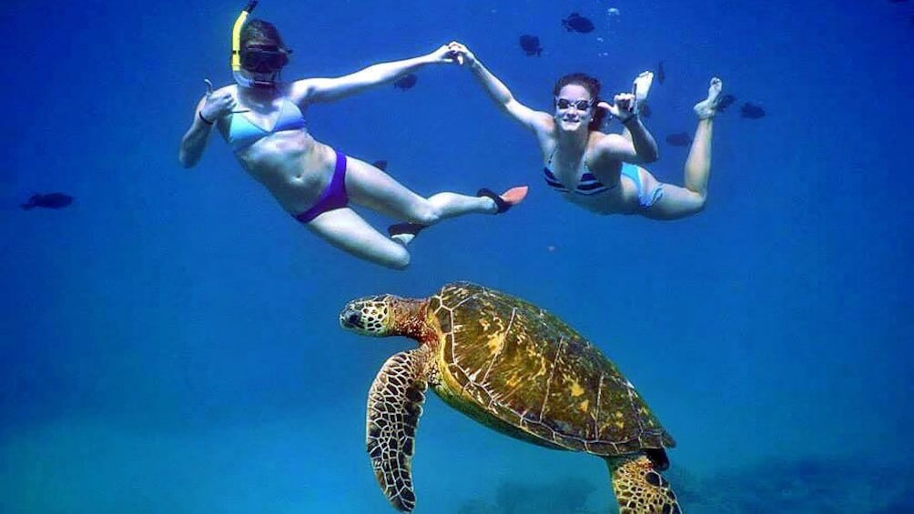 women swimming with a sea turtle in Maui