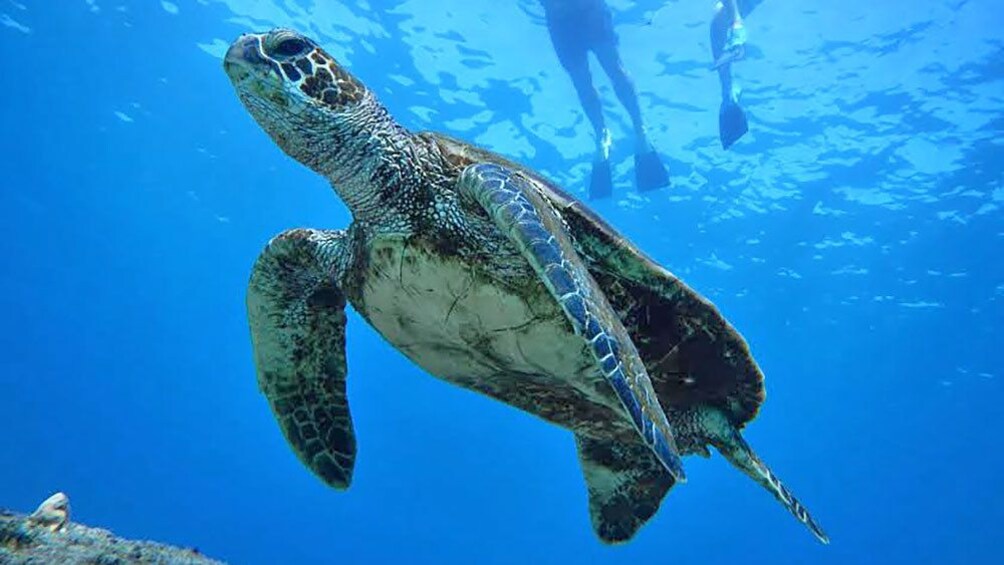 sea turtle swimming past snorkelers in Maui