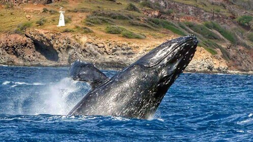 Croisière d’observation des baleines à partir de Kaanapali Beach