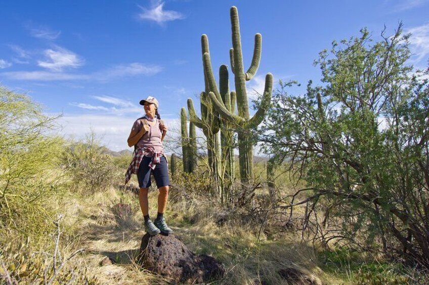 Incredible Hidden Valley Petroglyph Hiking Adventure in the Sonoran Desert