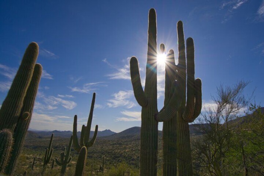 Incredible Hidden Valley Petroglyph Hiking Adventure in the Sonoran Desert