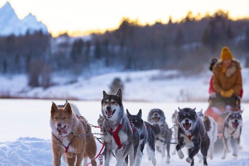 Jackson Hole Full-Day Dog Sledding and Snowmobiling Combo Trip 