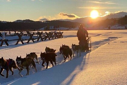 Jackson Hole Full-Day Dog Sledding and Snowmobiling Combo Trip 