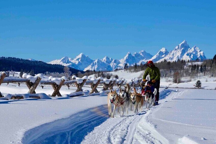 Full-Day Dog Sledding and Snowmobiling Combo Trip in Moran