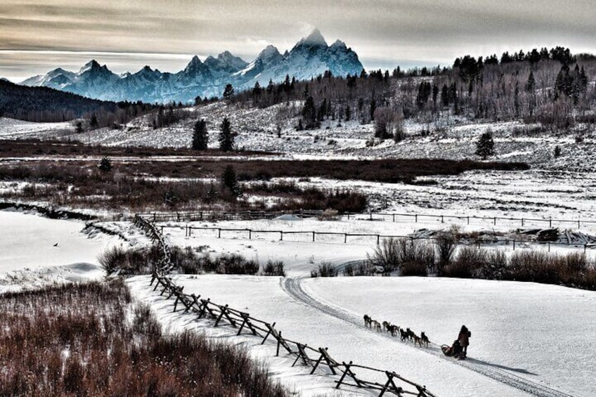 Jackson Hole Full-Day Dog Sledding and Snowmobiling Combo Trip 