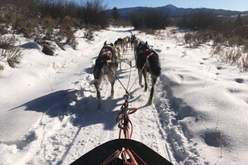 Full-Day Dog Sledding and Snowmobiling Combo Trip