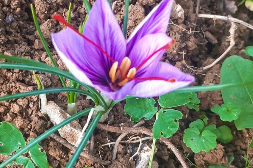 The cultivation of saffron on the farm.