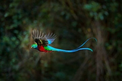 Full-Day Tour to Birdwatch El Quetzal Guatemala's National Bird