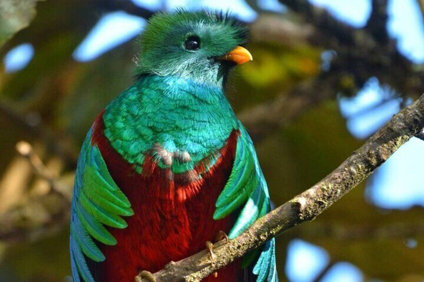 El Quetzal Birdwatching Tour From Coban Guatemala S National Bird