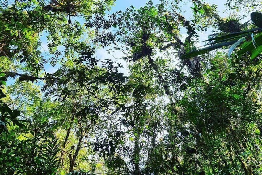 El Quetzal Birdwatching Tour from Cobán - Guatemala´s National Bird