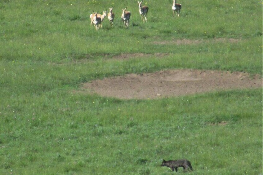 A good way to spot a wolf out on the trail is to watch the pronghorn they sometimes try to chase.