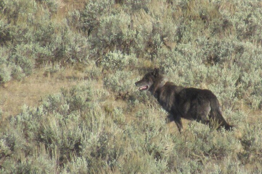 It is not uncommon to spot one of Yellowstone's famous wolves on the Lamar Valley Safari Day Hike.