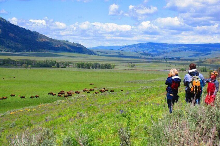 Vast views of the Lamar Valley and a bison herd on the Lamar Valley Safari Day Hike.