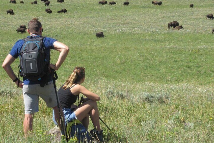 Hikers revel in the big wildlife views on the Lamar Valley Safari Hike.