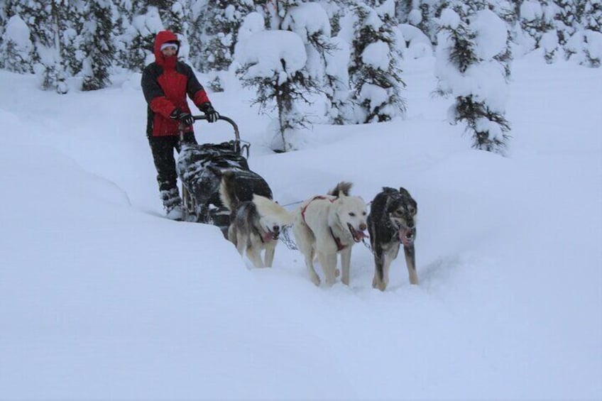 Small-Group Dog Sledding Experience in Sterling