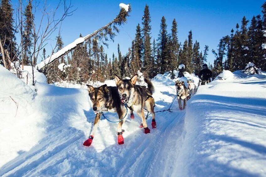 Small-Group Dog Sledding Experience in Sterling