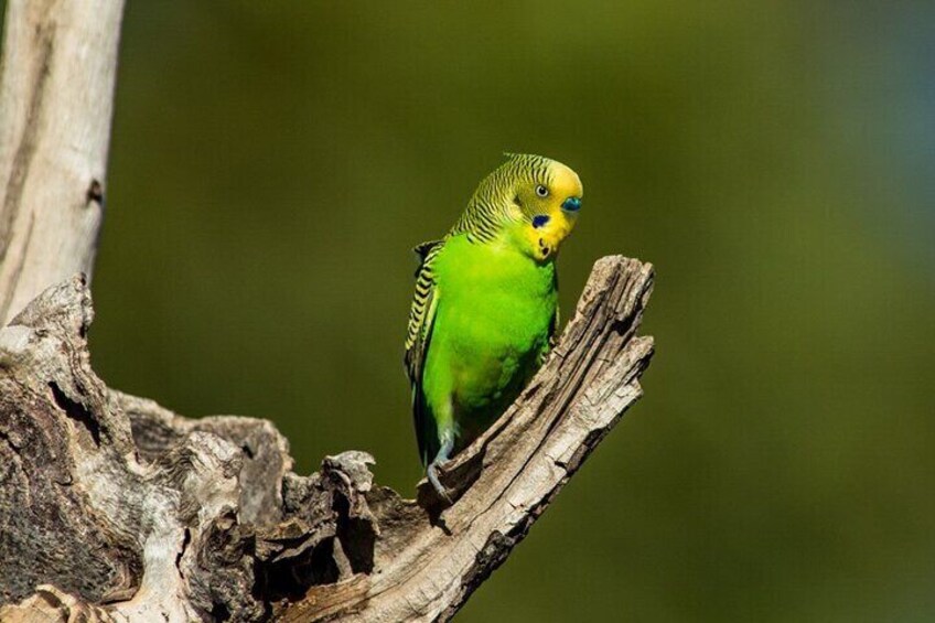 Male Budgerigar guarding his nest.