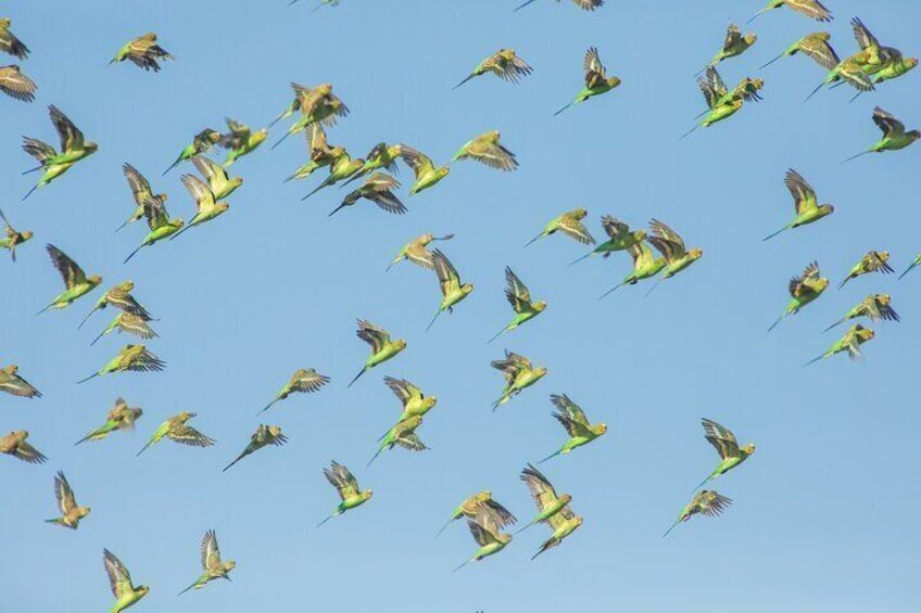 Flock of Budgerigars.