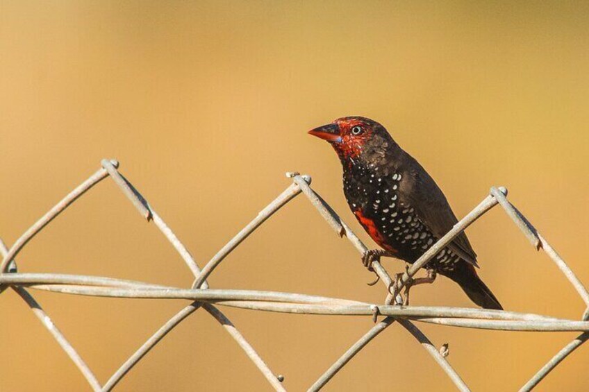 Make Painted finch