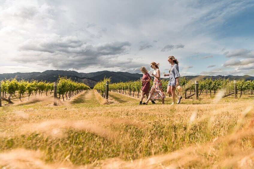 Walking through vines in scenic vineyard