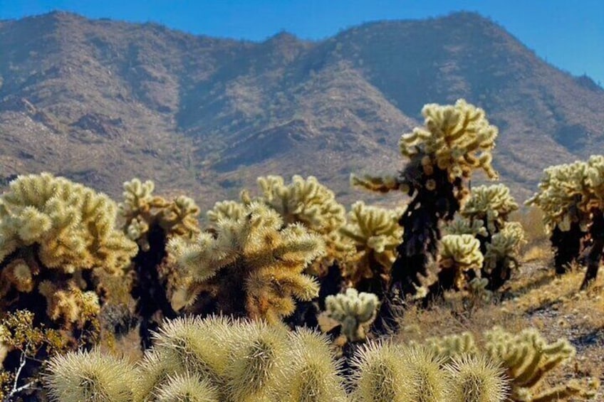 Amazing 2-Hour Guided Hiking Adventure in the Sonoran Desert