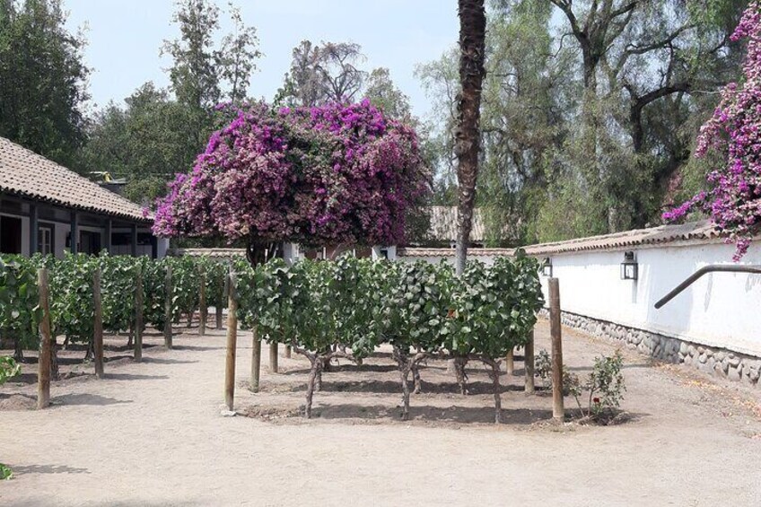 4 Hour Santa Rita Winery All inclusive Tour for Wine Lover