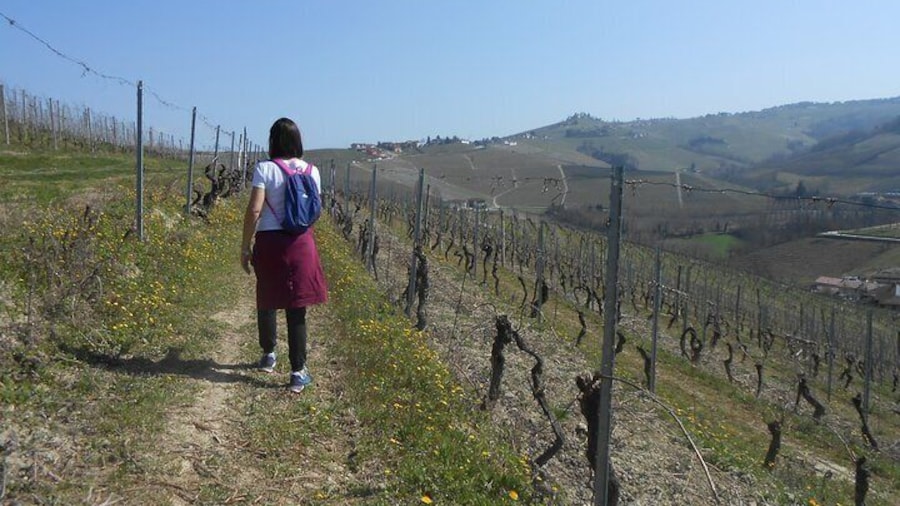 Hiking and wine tour starting from Alba