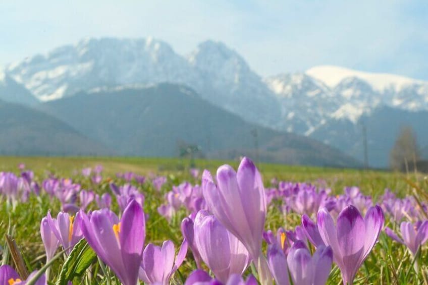 Full-day Zakopane and Tatras Mountains Day Tour from Krakow